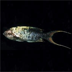 African Creole wrasse (Clepticus africanus)-대서양 해수어(아틀란틱)