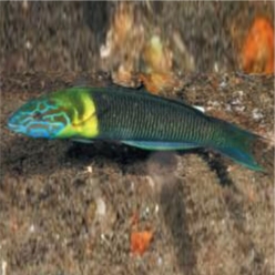 Newton's wrasse (Thalassoma newtoni)-대서양 해수어(아틀란틱)