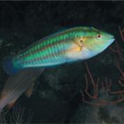 Atlantic coris (Coris atlantica)-대서양 해수어(아틀란틱)