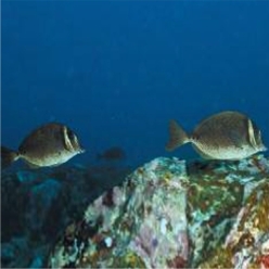 Biafra doctorfish (Prionurus biafraensis)-대서양 해수어(아틀란틱)