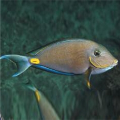 Monrovia doctorfish (Acanthurus monroviae)-대서양 해수어(아틀란틱)