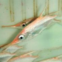 Longspine snipefish (Macroramphosus scolopax)-대서양 해수어(아틀란틱)