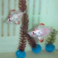 Boarfish (Capros aper)-대서양 해수어(아틀란틱)