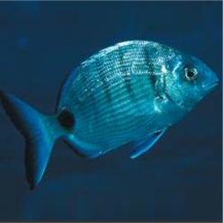White seabream (Diplodus  sargus)-대서양 해수어(아틀란틱)