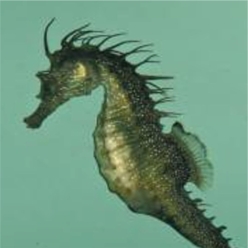 Long-snouted seahorse (Hippocampus guttulatus)-대서양 해수어(아틀란틱)