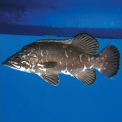 Wreckfish (Polyprion americanus)-대서양 해수어(아틀란틱)