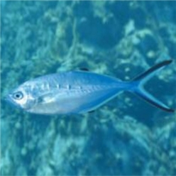 Pompano (Trachinotus ovatus)-대서양 해수어(아틀란틱)