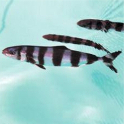 Pilotfish (Naucrates ductor)-대서양 해수어(아틀란틱)