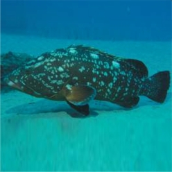 Dusky grouper (Epinephelus  marginatus)-대서양 해수어(아틀란틱)