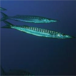 Yellowmouth barracuda (Sphyraena viridensis)-대서양 해수어(아틀란틱)