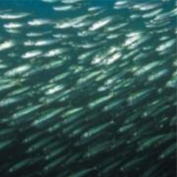 Atlantic mackerel (Scomber scombrus)-대서양 해수어(아틀란틱)
