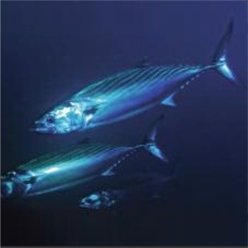Atlantic bonito (Sarda sarda)-대서양 해수어(아틀란틱)