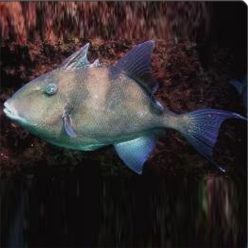 Grey triggerfish (Balistes capriscus)-대서양 해수어(아틀란틱)