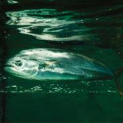 Common dolphinfish (Coryphaena hippurus)-대서양 해수어(아틀란틱)