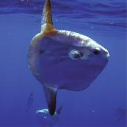 Ocean sunfish (Mola mola)-대서양 해수어(아틀란틱)