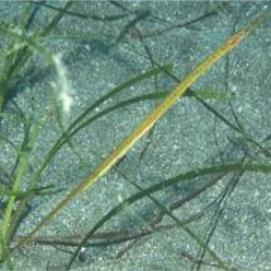 Broadnosed pipefish (Syngnathus typhle)-대서양 해수어(아틀란틱)