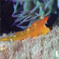 Threefin blenny (Tripterygion delaisi)-대서양 해수어(아틀란틱)