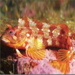 Tompot blenny (Parablennius gattorugine)-대서양 해수어(아틀란틱)
