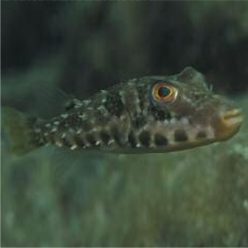 Guinean puffer (Sphoeroides marmoratus)-대서양 해수어(아틀란틱)