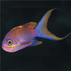 Swallowtail seaperch (Anthias anthias)-대서양 해수어(아틀란틱)