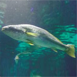 Meagre (Argyrosomus regius)-대서양 해수어(아틀란틱)