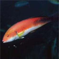 Mediterranean rainbow wrasse (Coris julis)-대서양 해수어(아틀란틱)