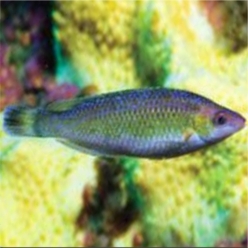 Rock cook (Centrolabrus exoletus)-대서양 해수어(아틀란틱)