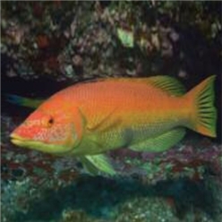 Barred hogfish (Bodianus scrofa)-대서양 해수어(아틀란틱)
