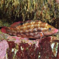 Baillon&rsquo;s wrasse (Symphodus bailloni)-대서양 해수어(아틀란틱)