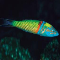 Ornate wrasse (Thalassoma pavo)-대서양 해수어(아틀란틱)