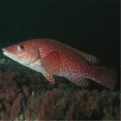 Ballan wrasse (Labrus bergylta)-대서양 해수어(아틀란틱)