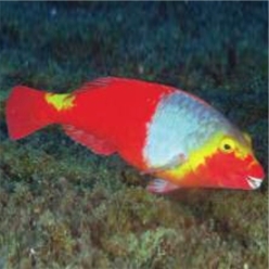 Parrotfish (Sparisoma cretense)-대서양 해수어(아틀란틱)