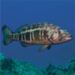 Blacktail comber (Serranus atricauda)-대서양 해수어(아틀란틱)