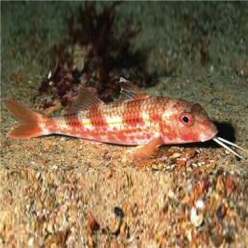 Goatfish (Mullus surmuletus)-대서양 해수어(아틀란틱)