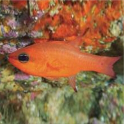 Cardinal fish (Apogon imberbis)-대서양 해수어(아틀란틱)