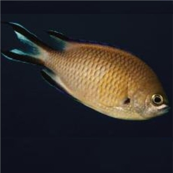 Azores chromis (Chromis limbata)-대서양 해수어(아틀란틱)