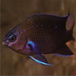 Canary damsel (Abudefduf luridus)-대서양 해수어(아틀란틱)