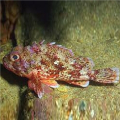 Small red scorpionfish (Scorpaena notata)-대서양 해수어(아틀란틱)