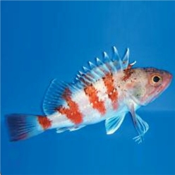 Blackbelly rosefish (Helicolenus dactylopterus)-대서양 해수어(아틀란틱)
