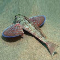Streaked gurnard (Trigloporus lastoviza)-대서양 해수어(아틀란틱)