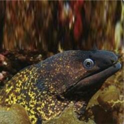 Mediterranean moray (Muraena helena)-대서양 해수어(아틀란틱)