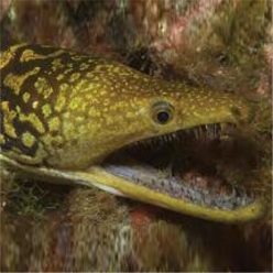 Fangtooth moray (Enchelycore anatina)-대서양 해수어(아틀란틱)