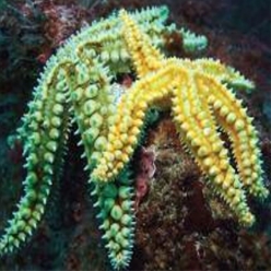 Spiny sea star (Marthasterias glacialis)-대서양 해수어(아틀란틱)