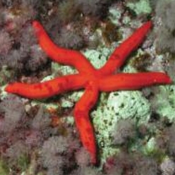 Purple sea star (Ophidiaster ophidianus)-대서양 해수어(아틀란틱)
