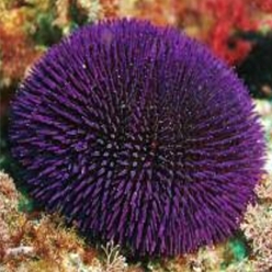 Purple sea urchin (Sphaerechinus granularis)-대서양 해수어(아틀란틱)