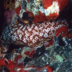 Variable sea cucumber (Holothuria sanctori)-대서양 해수어(아틀란틱)