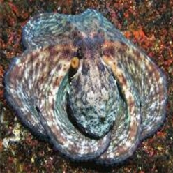 Common octopus (Octopus vulgaris)-대서양 해수어(아틀란틱)