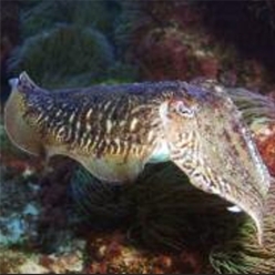 Common cuttlefish (Sepia officinalis)-대서양 해수어(아틀란틱)