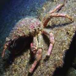 Spiny spider crab (Maja brachydactyla)-대서양 해수어(아틀란틱)