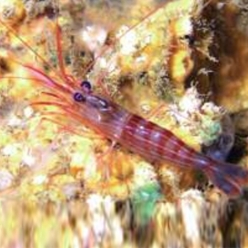 Monaco cleaner shrimp (Lysmata seticaudata)-대서양 해수어(아틀란틱)